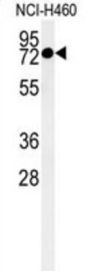 CCDC62 Antibody
