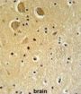FAM92A1 Antibody