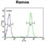 C19orf63 Antibody