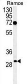 C19orf63 Antibody