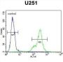 Secernin 1 (SCRN1) Antibody