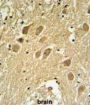 Secernin 1 (SCRN1) Antibody