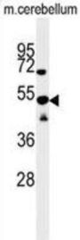 Secernin 1 (SCRN1) Antibody