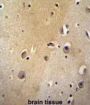 Myosin Regulatory Light Chain Interacting Protein (MYLIP) Antibody