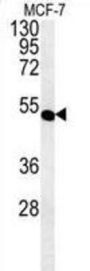 Myosin Regulatory Light Chain Interacting Protein (MYLIP) Antibody