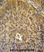 Eukaryotic Translation Initiation Factor 3 Subunit G (EIF3G) Antibody