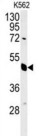 Eukaryotic Translation Initiation Factor 3 Subunit G (EIF3G) Antibody