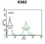 RDH16 Antibody