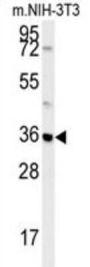 Mitochondrial Carrier 2 (MTCH2) Antibody