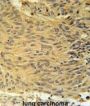 LCLT1 Antibody