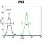 Aquaporin-11 (AQP11) Antibody