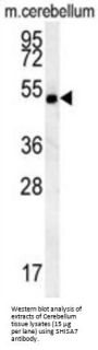 Protein Shisa-7 (SHISA7) Antibody
