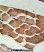 Rho Guanine Nucleotide Exchange Factor 3 (ARHGEF3) Antibody