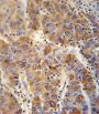Vesicle-Associated Membrane Protein 4 (VAMP4) Antibody