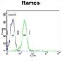C13orf18 Antibody