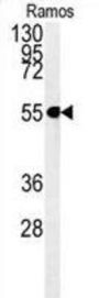 C13orf18 Antibody