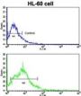 Beta-Site APP Cleaving Enzyme 2 (bACE2) Antibody