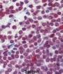 Cell Division Cycle 25A (Cdc25A) Antibody