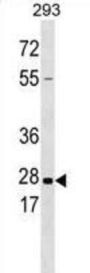Kallikrein 5 Antibody
