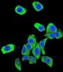 Protein DJ-1 (DJ-1) Antibody