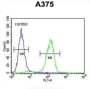 Actin-Related Protein 2 (ACTR2) Antibody