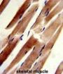 Actin-Related Protein 2 (ACTR2) Antibody