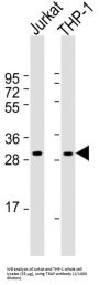 TNF-Related Activation Protein (TRAP) Antibody