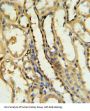 TNF-Related Activation Protein (TRAP) Antibody