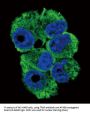 TNF-Related Activation Protein (TRAP) Antibody