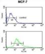 CTNA1 Antibody