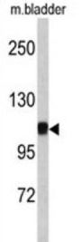CTNA1 Antibody