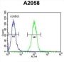 Annexin A1 (ANXA1) Antibody