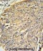 Annexin A1 (ANXA1) Antibody