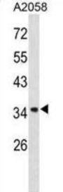 Annexin A1 (ANXA1) Antibody