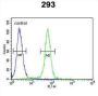 Proto-Oncogene C-Fos (FOS) Antibody