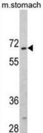 Cyclic AMP-Responsive Element Binding Protein 3 Like Protein 1 (CREB3L1) Antibody