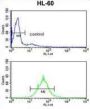 PSME2 Antibody