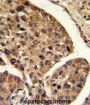 PSME2 Antibody