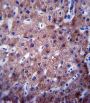 Cytochrome P450 2C19 (CYP2C19) Antibody