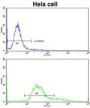 Translocase of Outer Mitochondrial Membrane 70A (TOMM70A) Antibody