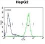FUCA1 Antibody