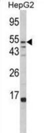 FUCA1 Antibody