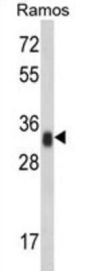 HLA-DRA Antibody