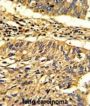 Heat Shock Protein HSP60 (Hsp 60) Antibody