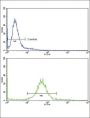 Paired Box Protein Pax-8 (PAX8) Antibody