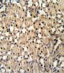 Paired Box Protein Pax-8 (PAX8) Antibody