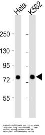 SRP72 Antibody