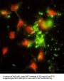 SRP72 Antibody