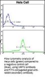 SRP72 Antibody