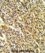 Potassium Voltage-Gated Channel Subfamily J Member 2 (KCNJ2) Antibody